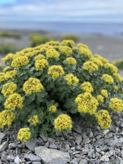 Das Bild zeigt eine prächtige Rhodiola rosea Pflanze, auch bekannt als Rosenwurz, die in einer steinigen, kahlen Landschaft wächst. Die Pflanze hat einen kompakten, runden Wuchs mit dichten, fleischigen grünen Blättern, die in Rosetten angeordnet sind. An den Spitzen der Stängel befinden sich leuchtend gelbe Blüten, die in dichten, halbkugelförmigen Blütenständen angeordnet sind. Die gelben Blüten verleihen der Pflanze einen lebendigen Kontrast zu den grauen, felsigen Umgebung. Der Hintergrund des Bildes zeigt eine weitläufige, karge Landschaft, die bis zum Horizont reicht, wo sich der Himmel und das Meer treffen.