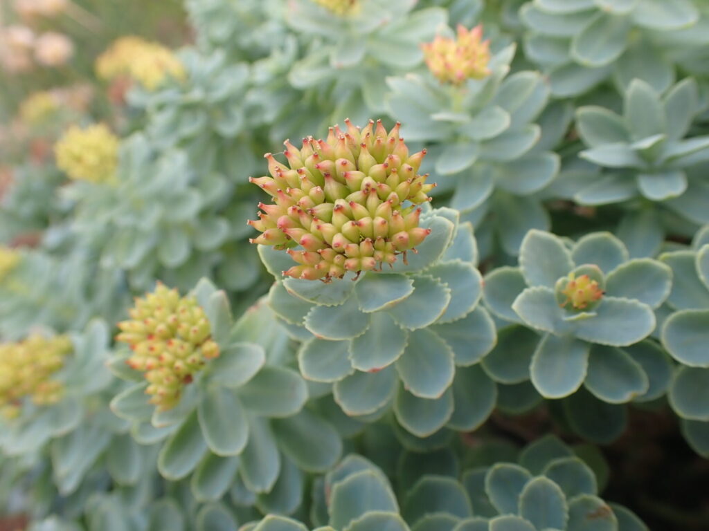 Rhodiola rosea Das Bild zeigt eine Nahaufnahme der Pflanze Rhodiola rosea in der Knospenphase. Die Knospen sind noch nicht vollständig erblüht und haben eine grünliche Farbe mit zarten roten Spitzen. Die Blätter der Pflanze sind dick, fleischig und von einer bläulich-grünen Farbe. Sie sind in einer dichten Rosette angeordnet, was der Pflanze ein buschiges Aussehen verleiht. Der Hintergrund ist leicht unscharf, hebt aber dennoch weitere ähnliche Pflanzen hervor, was auf ein dichtes Wachstum dieser Art hinweist.