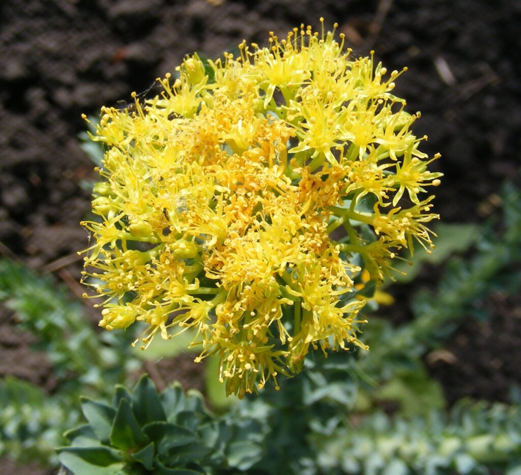 Rhodiola rosea Das Bild zeigt einen detaillierten Nahaufnahme der Blüten von Rhodiola rosea, auch bekannt als Rosenwurz. Die Blüten sind leuchtend gelb und dicht gedrängt in einem kugelförmigen Blütenstand angeordnet. Jede Blüte besteht aus zahlreichen, feinen Staubblättern, die in einem intensiven Gelb erstrahlen. Die Blütenköpfe scheinen dicht und üppig zu sein, und es sind einige Spinnweben zwischen den Blüten zu erkennen, was auf die Anwesenheit von kleinen Insekten hinweisen könnte. Der Hintergrund des Bildes ist unscharf und zeigt einen erdigen Boden