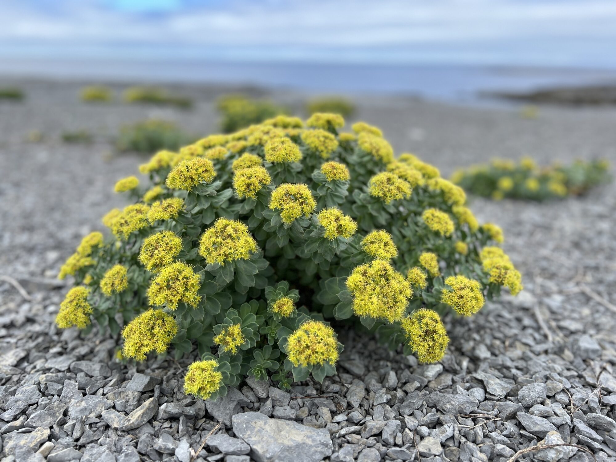 Das Bild zeigt eine prächtige Rhodiola rosea Pflanze, auch bekannt als Rosenwurz, die in einer steinigen, kahlen Landschaft wächst. Die Pflanze hat einen kompakten, runden Wuchs mit dichten, fleischigen grünen Blättern, die in Rosetten angeordnet sind. An den Spitzen der Stängel befinden sich leuchtend gelbe Blüten, die in dichten, halbkugelförmigen Blütenständen angeordnet sind. Die gelben Blüten verleihen der Pflanze einen lebendigen Kontrast zu den grauen, felsigen Umgebung. Der Hintergrund des Bildes zeigt eine weitläufige, karge Landschaft, die bis zum Horizont reicht, wo sich der Himmel und das Meer treffen.