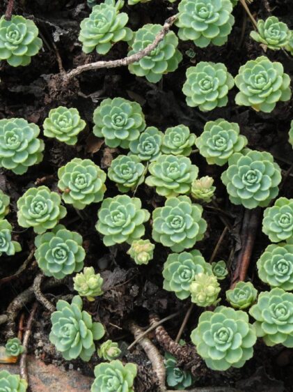 Das Bild zeigt eine Gruppe von Sedum pachyclados, einer sukkulenten Pflanze, die durch ihre rosettenförmig angeordneten, fleischigen Blätter gekennzeichnet ist. Die Rosetten haben eine bläulich-grüne Farbe und sind dicht nebeneinander auf dem Boden angeordnet, was ein gleichmäßiges Teppichmuster bildet. Die Blätter sind klein und dick, was der Pflanze hilft, Wasser zu speichern und in trockenen Umgebungen zu überleben. Der Boden zwischen den Rosetten ist dunkel, und vereinzelt sind kleine Zweige oder Wurzeln sichtbar,