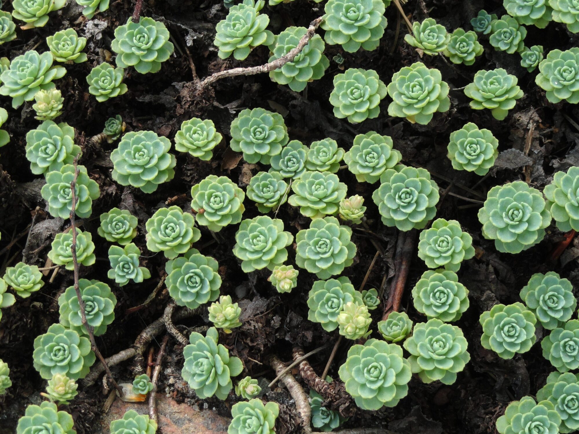 Rhodiola pachyclados Das Bild zeigt eine Gruppe von Sedum pachyclados, einer sukkulenten Pflanze, die durch ihre rosettenförmig angeordneten, fleischigen Blätter gekennzeichnet ist. Die Rosetten haben eine bläulich-grüne Farbe und sind dicht nebeneinander auf dem Boden angeordnet, was ein gleichmäßiges Teppichmuster bildet. Die Blätter sind klein und dick, was der Pflanze hilft, Wasser zu speichern und in trockenen Umgebungen zu überleben. Der Boden zwischen den Rosetten ist dunkel, und vereinzelt sind kleine Zweige oder Wurzeln sichtbar,