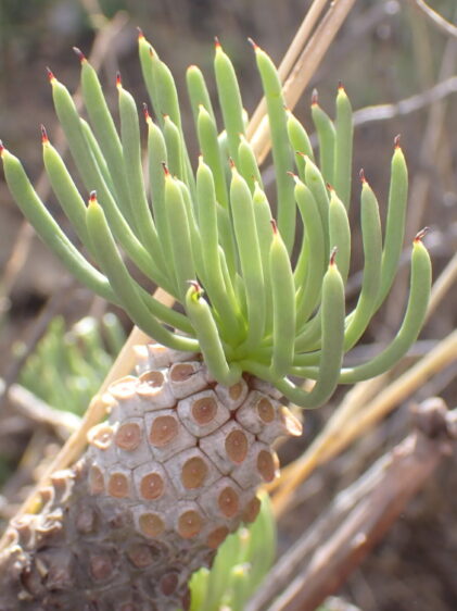 Das Bild zeigt eine Tylecodon cacalioides. Die Pflanze hat einen dicken, holzigen Stamm, der mit markanten, runden und leicht erhabenen, rötlich-braunen Knöpfen bedeckt ist. Aus der Spitze des Stammes sprießen lange, schlanke, zylindrische Blätter, die in einem Büschel angeordnet sind. Die Blätter sind grün und leicht nach oben gebogen, mit Spitzen, die eine leicht rötliche Tönung aufweisen. Der Hintergrund des Bildes ist unscharf und zeigt eine natürliche Umgebung mit trockener Vegetation und möglicherweise anderen Sukkulenten oder Sträuchern.