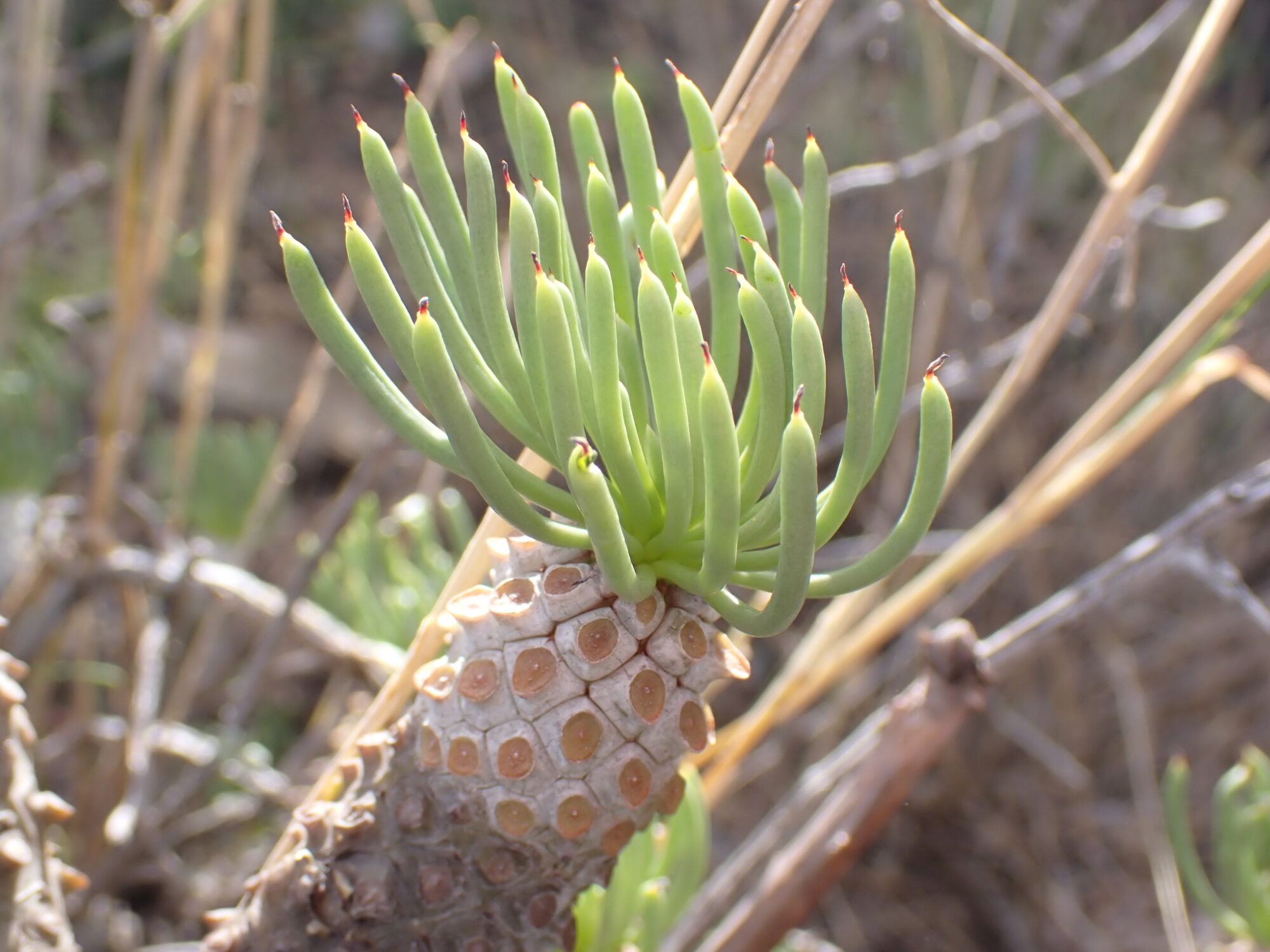 Das Bild zeigt eine Tylecodon cacalioides. Die Pflanze hat einen dicken, holzigen Stamm, der mit markanten, runden und leicht erhabenen, rötlich-braunen Knöpfen bedeckt ist. Aus der Spitze des Stammes sprießen lange, schlanke, zylindrische Blätter, die in einem Büschel angeordnet sind. Die Blätter sind grün und leicht nach oben gebogen, mit Spitzen, die eine leicht rötliche Tönung aufweisen. Der Hintergrund des Bildes ist unscharf und zeigt eine natürliche Umgebung mit trockener Vegetation und möglicherweise anderen Sukkulenten oder Sträuchern.
