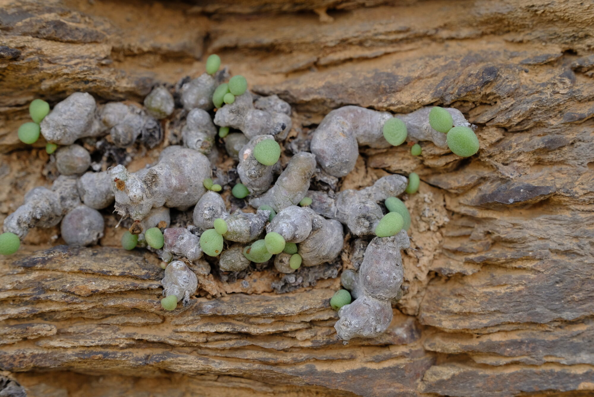 Das Bild zeigt eine Kolonie von Tylecodon decipiens, die an einer felsigen Oberfläche wächst. Die Pflanze besteht aus knolligen, graubraunen Stämmen, die unregelmäßig geformt und mit einer leicht rauen Textur bedeckt sind. Aus diesen knolligen Stämmen sprießen kleine, runde, hellgrüne Blätter, die wie winzige Kugeln erscheinen. Diese Blätter sind über die gesamte Oberfläche der Stämme verstreut. Der Hintergrund des Bildes zeigt eine felsige, schichtartige Struktur, die den natürlichen Lebensraum der Pflanze darstellt.