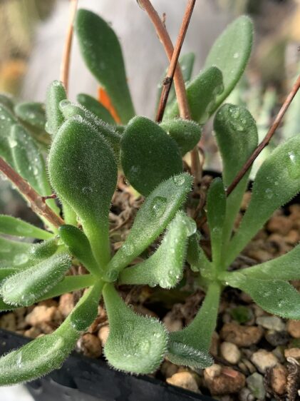 Das Bild zeigt eine Tylecodon albiflorus, die in einem Topf mit kiesigem Substrat wächst. Die Pflanze hat dicke, fleischige, hellgrüne Blätter, die mit feinen, haarähnlichen Strukturen bedeckt sind, die wie kleine Trichome aussehen. Diese Behaarung verleiht den Blättern ein samtiges Aussehen. Einige Wassertropfen sind auf den Blättern sichtbar, was die haarige Struktur noch deutlicher hervorhebt. Im Hintergrund sind unscharf weitere Pflanzen und möglicherweise ein Gewächshaus zu sehen