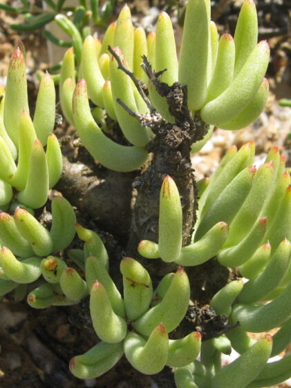 Das Bild zeigt eine Pflanze mit dem Namen Tylecodon pearsonii. Die Pflanze besteht aus zahlreichen fleischigen, hellgrünen Blättern, die sich von einer zentralen Basis aus erstrecken. Die Blätter sind dick und zylindrisch, wobei die Spitzen leicht rötlich gefärbt sind. Einige der Blätter haben eine feine, haarähnliche Textur, die möglicherweise Trichome sind. Im Hintergrund ist ein sandiger Boden mit kleinen Steinen und anderen Pflanzen zu sehen.