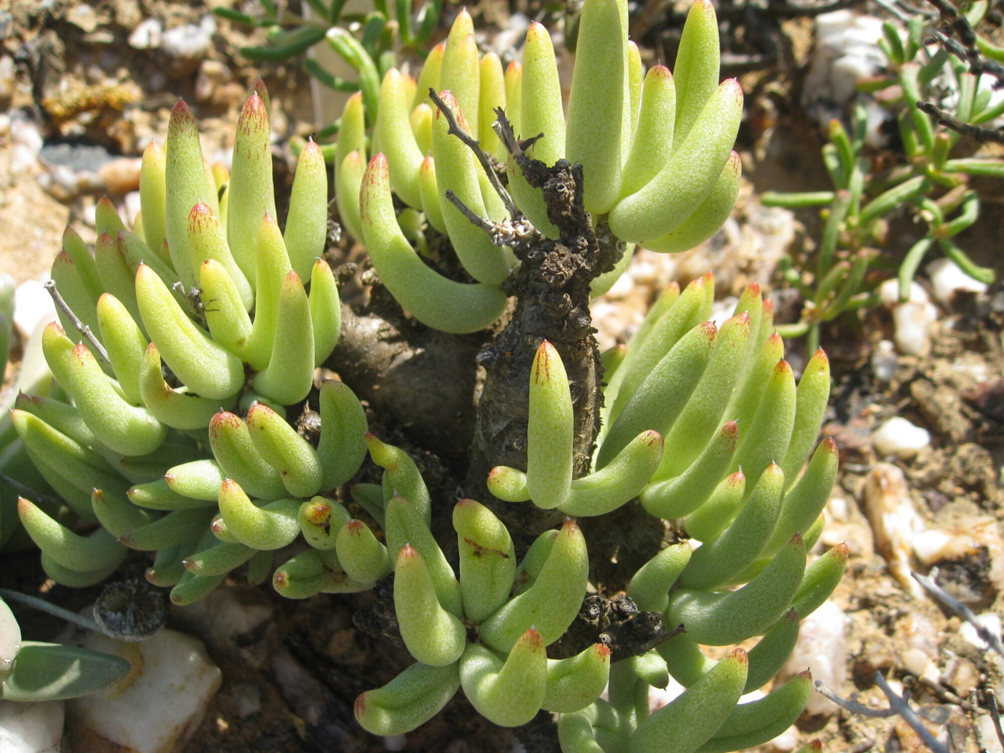 Das Bild zeigt eine Pflanze mit dem Namen Tylecodon pearsonii. Die Pflanze besteht aus zahlreichen fleischigen, hellgrünen Blättern, die sich von einer zentralen Basis aus erstrecken. Die Blätter sind dick und zylindrisch, wobei die Spitzen leicht rötlich gefärbt sind. Einige der Blätter haben eine feine, haarähnliche Textur, die möglicherweise Trichome sind. Im Hintergrund ist ein sandiger Boden mit kleinen Steinen und anderen Pflanzen zu sehen.