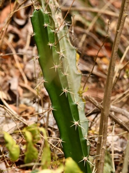 Ein junger, aufrecht wachsender grüner Kaktus mit scharfen weißen Dornen wächst zwischen trockenen Zweigen und braunen, herabgefallenen Blättern auf dem Waldboden.