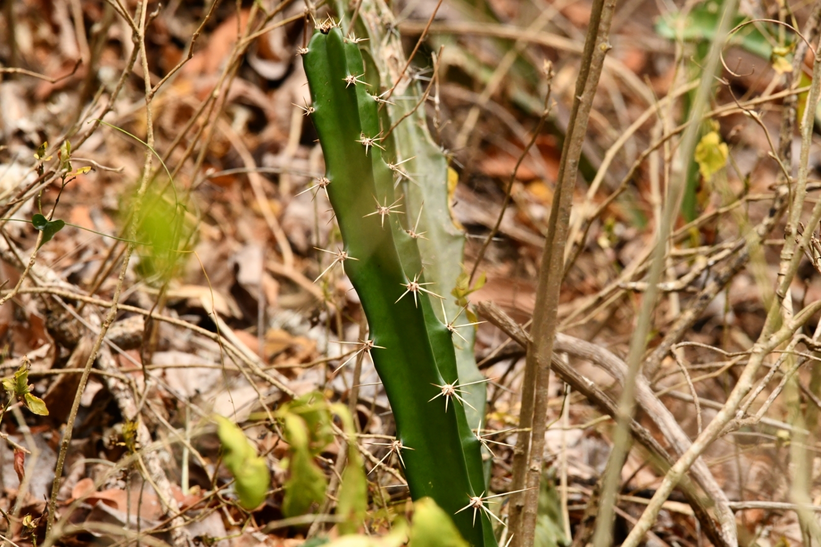 Ein junger, aufrecht wachsender grüner Kaktus mit scharfen weißen Dornen wächst zwischen trockenen Zweigen und braunen, herabgefallenen Blättern auf dem Waldboden.
