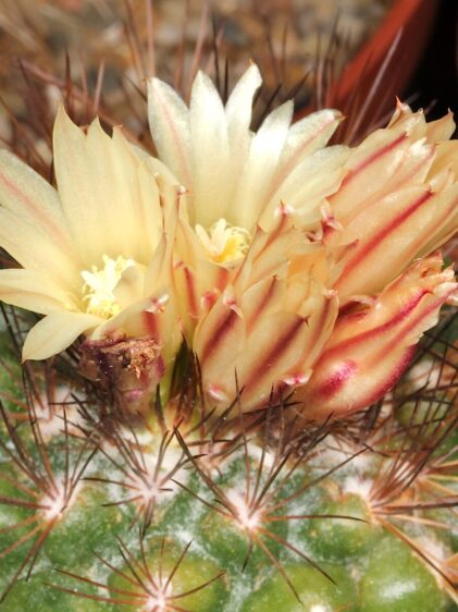 Das Bild zeigt einen Kaktus der Art Acharagma aguirreanum. Er hat gelbe, blütenartige Blüten mit leicht rötlich gefärbten Knospen. Der Kaktus selbst ist mit langen, dornigen Stacheln bedeckt und weist eine kugelige bis leicht zylindrische Form auf.