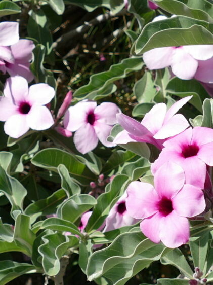 Das Bild zeigt eine Adenium boehmianum Pflanze mit zahlreichen Blüten und Blättern. Die Blüten sind hellrosa bis weiß mit einer dunkleren, fast violetten Mitte, was ihnen ein tiefes, kontrastreiches Aussehen verleiht. Sie sind trompetenförmig und wachsen in Büscheln zwischen den dunkelgrünen, welligen Blättern der Pflanze. Die Blätter sind länglich, leicht glänzend und haben eine wellige Struktur an den Rändern, was den buschigen und dichten Eindruck der Pflanze verstärkt.