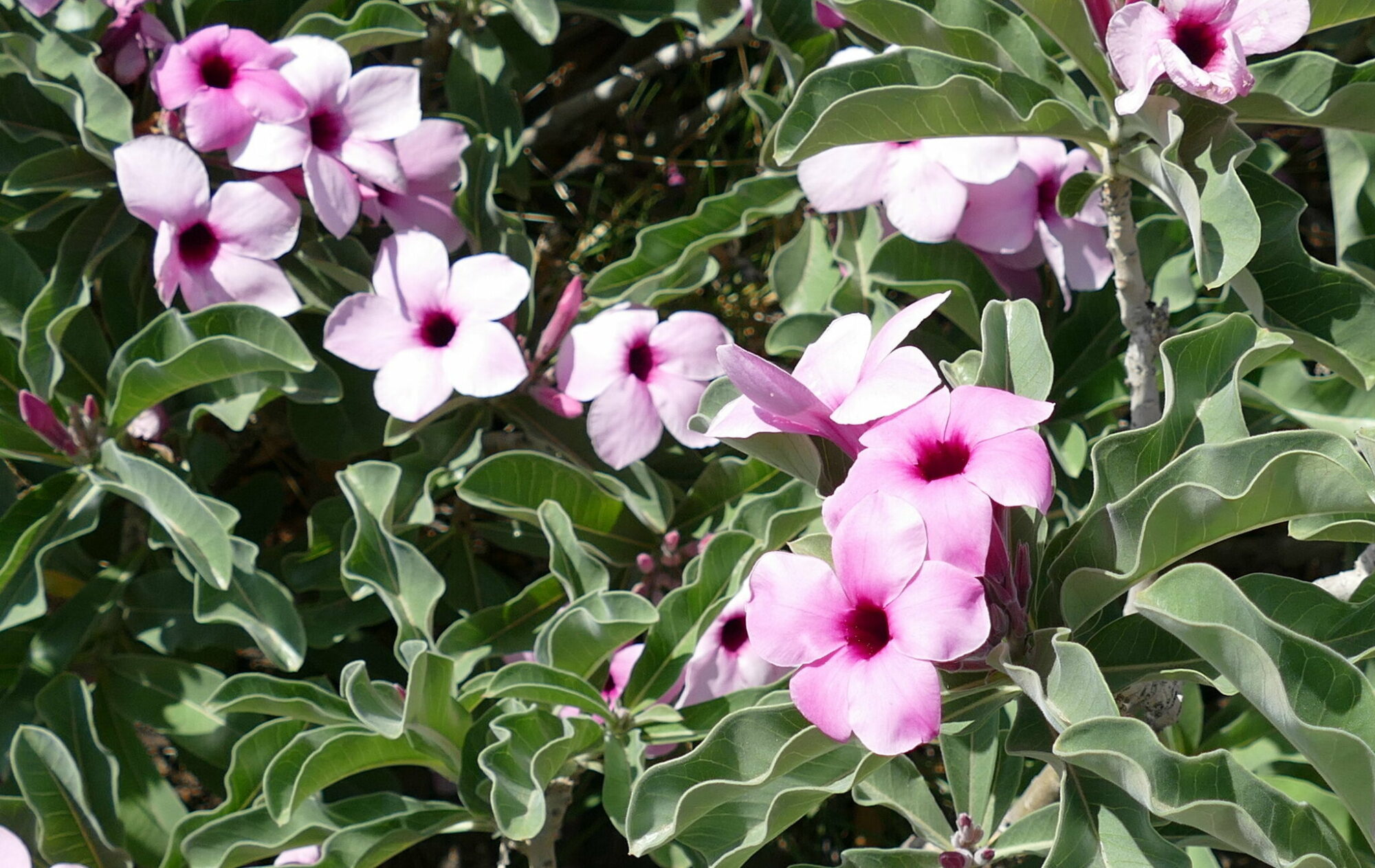 Das Bild zeigt eine Adenium boehmianum Pflanze mit zahlreichen Blüten und Blättern. Die Blüten sind hellrosa bis weiß mit einer dunkleren, fast violetten Mitte, was ihnen ein tiefes, kontrastreiches Aussehen verleiht. Sie sind trompetenförmig und wachsen in Büscheln zwischen den dunkelgrünen, welligen Blättern der Pflanze. Die Blätter sind länglich, leicht glänzend und haben eine wellige Struktur an den Rändern, was den buschigen und dichten Eindruck der Pflanze verstärkt.