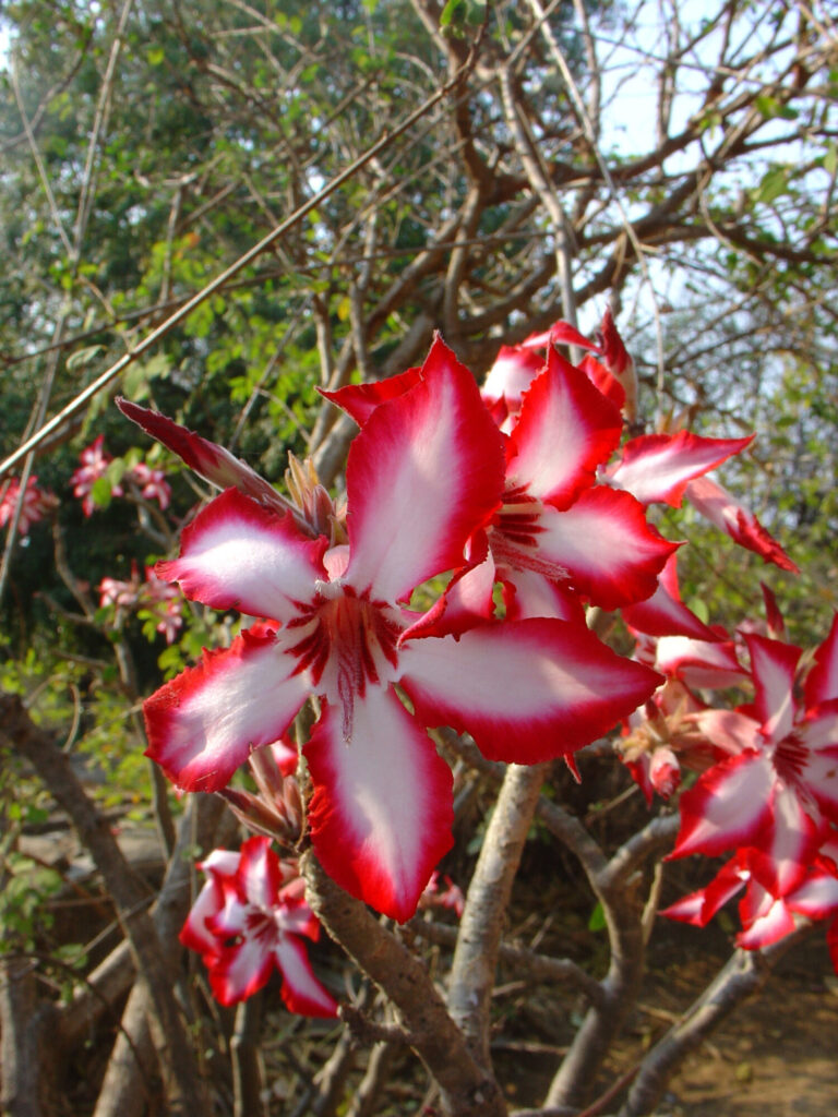 Das Bild zeigt eine Nahaufnahme der Blüten einer Adenium multiflorum Pflanze. Im Vordergrund sind die markanten, sternförmigen Blüten gut sichtbar, die ein intensives Farbenspiel aus Weiß und kräftigem Rot aufweisen. Die Blütenblätter sind weiß in der Mitte und haben auffällige, tiefrote Ränder, die ihnen ein kontrastreiches und lebendiges Aussehen verleihen. Der Hintergrund zeigt die kahlen Äste der Pflanze und unscharf grüne Blätter, was auf eine natürliche Umgebung hinweist.