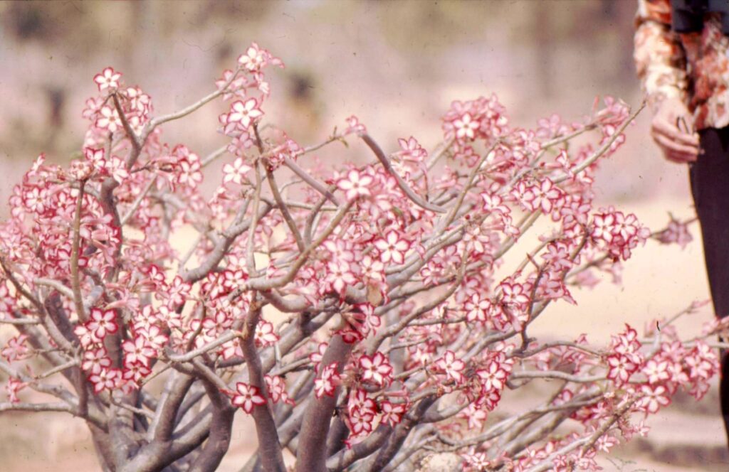 Das Bild zeigt eine blühende Pflanze der Art Adenium multiflorum. Die Pflanze hat zahlreiche verzweigte, dicke Stängel, die mit vielen sternförmigen Blüten bedeckt sind. Die Blüten sind auffällig mit weißer Mitte und leuchtend rosa bis roten Rändern, was ihnen ein auffälliges, kontrastreiches Aussehen verleiht. Die Pflanze wächst in einer trockenen, möglicherweise halbwüstenartigen Umgebung, die im Hintergrund unscharf dargestellt ist. Rechts im Bild ist teilweise eine Person sichtbar, was den Maßstab der Pflanze verdeutlicht und zeigt, dass es sich um einen relativ niedrigen, buschigen Wuchs handelt.