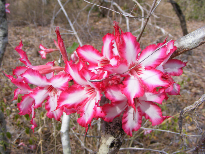 Das Bild zeigt eine Nahaufnahme der Blüten der Adenium multiflorum Pflanze. Die Blüten sind in kräftigen Farbtönen gestaltet, mit einer weißen Mitte und leuchtend roten Rändern. Die Blütenblätter haben einen welligen, unregelmäßigen Rand, der ihnen ein einzigartiges und exotisches Aussehen verleiht. Die Blüten erscheinen in dichten Büscheln entlang der kahlen, grauen Äste der Pflanze. Der Hintergrund des Bildes ist unscharf und zeigt eine natürliche, trockene Umgebung mit einigen Ästen und spärlicher Vegetation