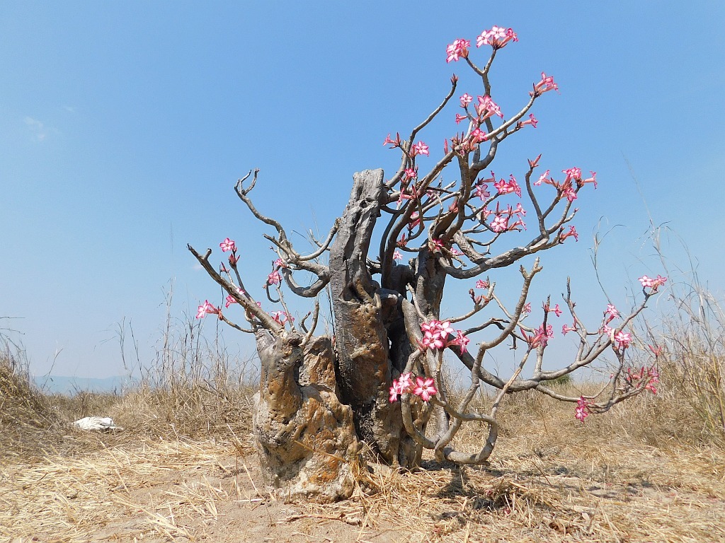 Das Bild zeigt eine Adenium multiflorum Pflanze in einer trockenen, offenen Landschaft. Der Baum ähnelt einem Bonsai und hat einen dicken, knorrigen Stamm mit wenigen, verdrehten Zweigen. An den Enden der kahlen, verzweigten Äste blühen leuchtend rosa Blüten mit einer sternförmigen Struktur. Der Boden ist trocken und mit strohähnlichen Gräsern bedeckt, was auf eine aride Umgebung hindeutet. Der Himmel ist klar und blau, was eine warme und trockene Witterung suggeriert.