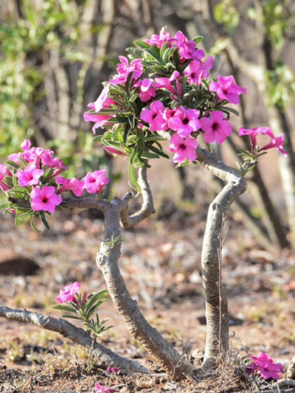 Das Bild zeigt eine blühende Adenium swazicum Pflanze in einer trockenen, natürlichen Umgebung. Die Pflanze hat einen dicken, verholzten Stamm mit wenigen, verzweigten Ästen, die an ihren Enden mit leuchtend rosa bis violetten Blüten bedeckt sind. Die Blüten haben eine einfache, trompetenartige Form und sind umgeben von dunkelgrünen, länglichen Blättern. Die kahlen Äste und der robuste Stamm zeigen die Anpassung der Pflanze an trockene Bedingungen. Der Hintergrund ist unscharf und zeigt eine trockene Landschaft mit spärlicher Vegetation