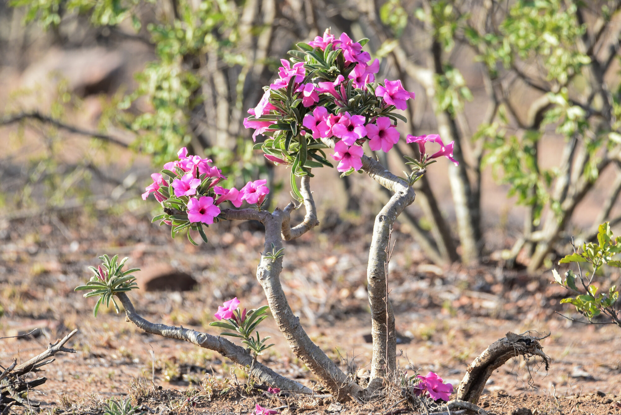 Das Bild zeigt eine blühende Adenium swazicum Pflanze in einer trockenen, natürlichen Umgebung. Die Pflanze hat einen dicken, verholzten Stamm mit wenigen, verzweigten Ästen, die an ihren Enden mit leuchtend rosa bis violetten Blüten bedeckt sind. Die Blüten haben eine einfache, trompetenartige Form und sind umgeben von dunkelgrünen, länglichen Blättern. Die kahlen Äste und der robuste Stamm zeigen die Anpassung der Pflanze an trockene Bedingungen. Der Hintergrund ist unscharf und zeigt eine trockene Landschaft mit spärlicher Vegetation