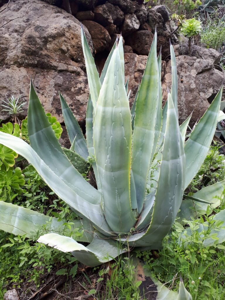 Das Bild zeigt eine Agave americana Pflanze, die in einer felsigen, natürlichen Umgebung wächst. Die Pflanze hat lange, dicke Blätter, die in einer Rosettenform angeordnet sind und spitz zulaufen. Die Blätter sind bläulich-grün und haben gezackte Ränder mit kleinen Dornen. Einige der unteren Blätter liegen am Boden und sind leicht nach außen gebogen, während die oberen Blätter aufrecht stehen und nach oben zeigen. Im Hintergrund sind große Felsen zu sehen, die die Pflanze umgeben. Um die Agave herum wächst grünes, niedriges Gras und andere Pflanzen.