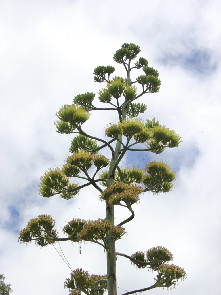 Das Bild zeigt den imposanten Blütenstand einer Agave americana Pflanze. Der Blütenstand ist sehr hoch und wächst in einem verzweigten Muster, das an einen Baum oder eine Kerze erinnert. An den Enden der Verzweigungen befinden sich dichte Büschel von gelblichen Blüten, die in mehrere Etagen angeordnet sind. Diese Blütenstände sind typisch für Agaven, die nach vielen Jahren des Wachstums einmal blühen, bevor die Pflanze abstirbt.