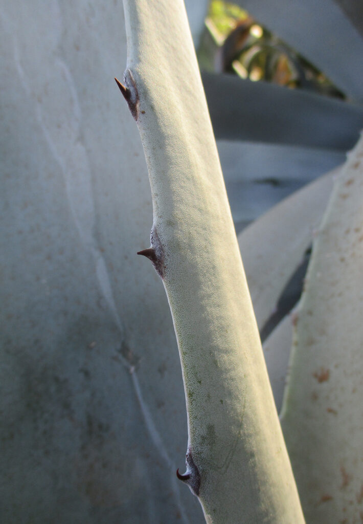 Das Bild zeigt eine Nahaufnahme eines Blattes einer Agave americana Pflanze, wobei der Fokus auf den Randdornen liegt. Die Dornen sind klein, aber scharf, und ragen aus dem Rand des dicken, fleischigen Blattes heraus. Das Blatt hat eine graugrüne Farbe mit einer leicht wachsartigen Oberfläche, die typisch für Agavenblätter ist. Die Dornen sind dunkelbraun und verleihen der Pflanze eine schützende Struktur.