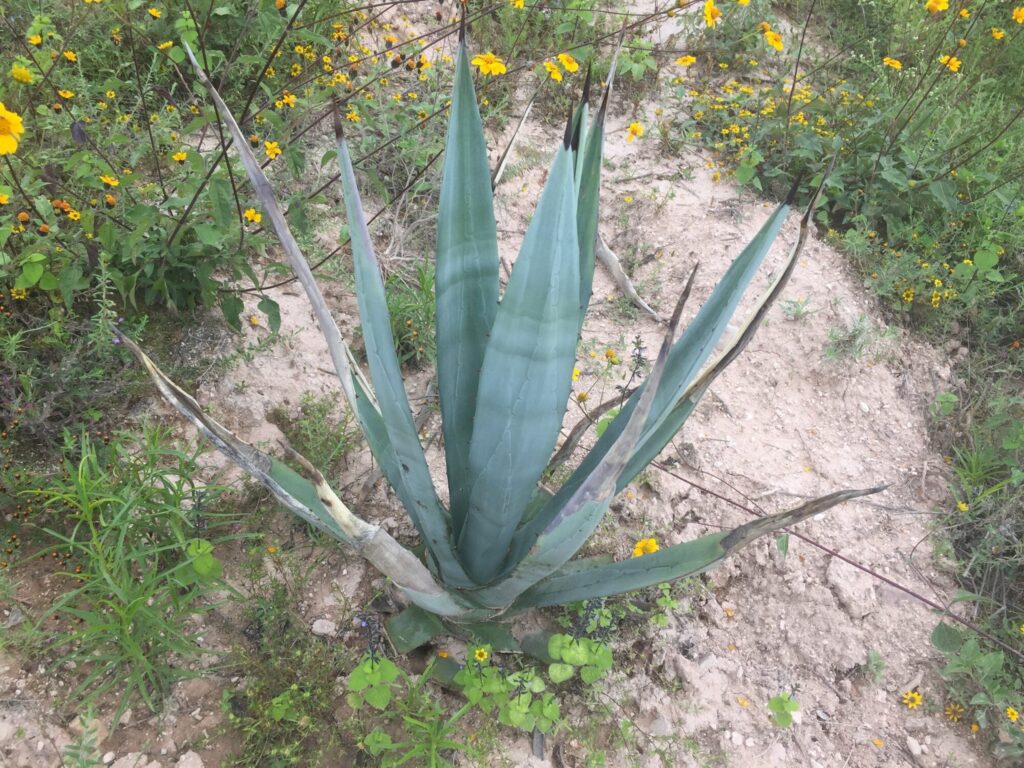 Das Bild zeigt eine junge Agave americana var. oaxacensis Pflanze, die in einer natürlichen, leicht bewachsenen Umgebung wächst. Die Pflanze hat lange, spitz zulaufende Blätter, die in einer offenen Rosettenform angeordnet sind. Die Blätter sind bläulich-grün mit leicht gezackten Rändern und enden in scharfen Spitzen, die typisch für Agaven sind. Einige der unteren Blätter zeigen Anzeichen von Austrocknung oder Beschädigung, was auf die harschen Umweltbedingungen hinweisen könnte.