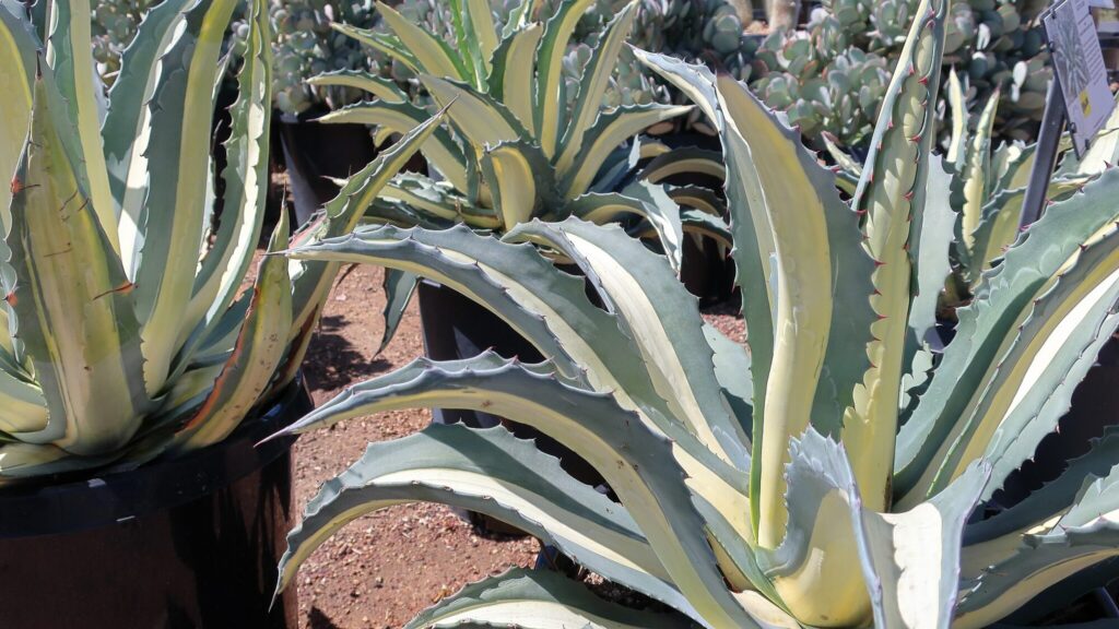 Das Bild zeigt mehrere Exemplare der Agave americana 'Mediopicta Alba', die sich durch ihre auffällige Blattfärbung auszeichnet. Diese Agaven haben lange, dicke Blätter mit einer markanten weißen bis cremefarbenen Mittellinie, während die Ränder der Blätter in einem kräftigen Grün gehalten sind. Die Blätter laufen spitz zu und haben gezackte Ränder mit kleinen, rötlich gefärbten Dornen, die der Pflanze ein wehrhaftes Aussehen verleihen.