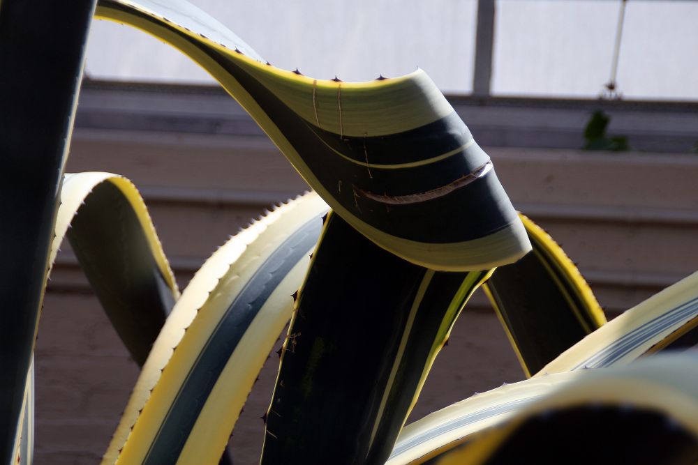 Das Bild zeigt eine Nahaufnahme der Blätter einer Agave americana 'Variegata'. Die Blätter haben eine auffällige Färbung, bei der die Mitte der Blätter dunkelgrün ist und von breiten, gelblichen Rändern umgeben wird. Die Blattstruktur ist dick und fleischig, typisch für Agaven, und weist die charakteristischen gezackten Ränder auf. Einige der Blätter sind stark gebogen, was die Größe und Flexibilität dieser Pflanze unterstreicht.