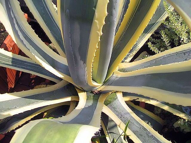Das Bild zeigt eine Nahaufnahme einer Agave americana 'Marginata'. Diese Agavenvarietät zeichnet sich durch ihre langen, breiten Blätter aus, die eine markante gelbliche Randfärbung aufweisen, während der innere Teil der Blätter in einem kräftigen Graugrün gehalten ist. Die Blätter sind symmetrisch in einer Rosette angeordnet und laufen spitz zu, wobei die gezackten Blattränder deutlich zu erkennen sind.