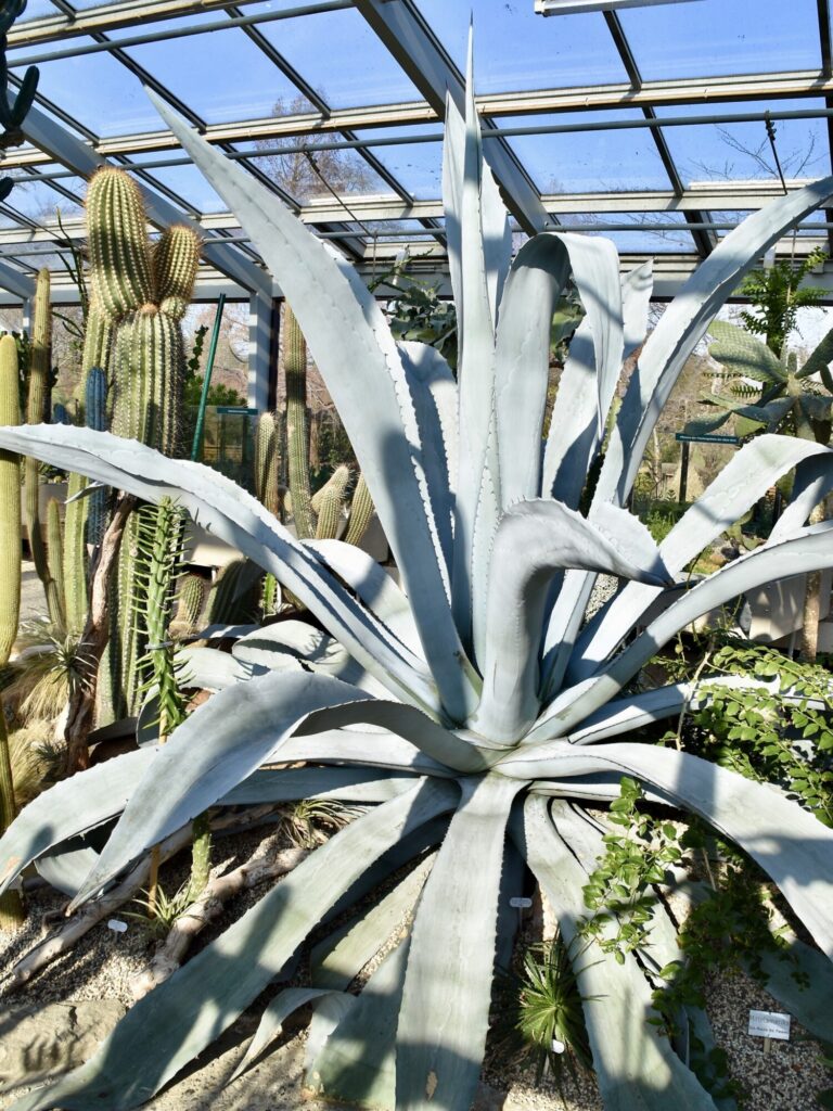 Das Bild zeigt eine beeindruckende Agave americana var. franzosinii Pflanze in einem Gewächshaus. Die Agave hat große, ausladende, blau-graue Blätter, die in einer symmetrischen Rosette angeordnet sind. Die Blätter sind lang, dick und mit gezackten Rändern versehen, was für Agaven typisch ist. Einige Blätter sind leicht gebogen und erreichen eine beachtliche Größe. Im Hintergrund sind weitere Kakteen und Sukkulenten sichtbar
