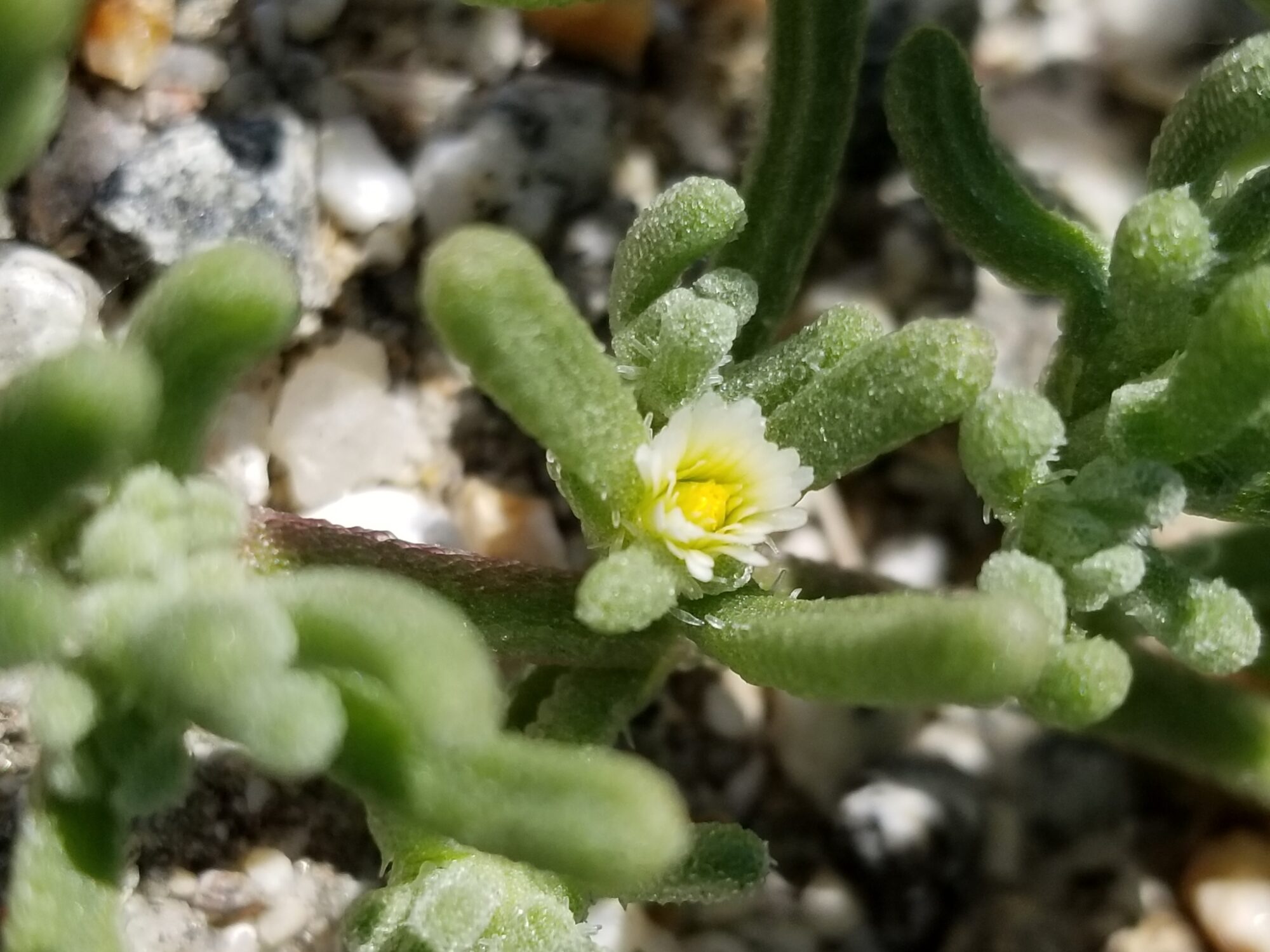 Das Bild zeigt eine Nahaufnahme der Pflanze Mesembryanthemum nodiflorum, die auch als Knotenblütiges Eiskraut bekannt ist. Die Pflanze hat dicke, fleischige Blätter, die mit einer leicht samtigen Oberfläche überzogen sind, was für sukkulente Pflanzen typisch ist. Die Blätter sind grün und verzweigen sich dicht am Boden. Im Zentrum des Bildes ist eine kleine, weiße Blüte mit einer gelben Mitte sichtbar. Diese Blüte hat zarte, spitze Blütenblätter, die einen schönen Kontrast zum satten Grün der Blätter bilden.