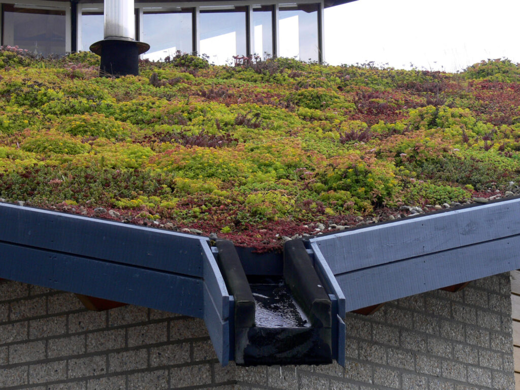 Sedum acre Das Bild zeigt ein begrüntes Dach mit einer vielfältigen Pflanzendecke, bestehend aus überwiegend Sedum-Arten. Diese Dachbegrünung trägt zur thermischen Isolierung, Wasserretention und einem verbesserten Mikroklima bei. Das Regenwasser wird durch eine Dachrinne abgeführt, während die Pflanzen in einer flachen Substratschicht gedeihen. Solche Dächer sind umweltfreundlich und fördern die Biodiversität in urbanen Gebieten.
