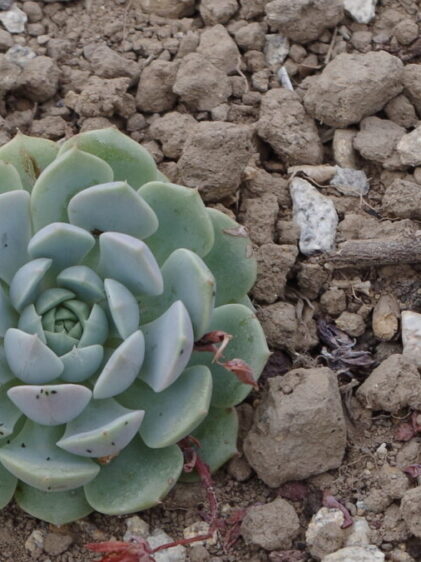 Das Bild zeigt die Sukkulentenart Echeveria lilacina. Sie zeichnet sich durch ihre zarten, lilafarbenen bis bläulich-grünen Blätter aus, die in einer symmetrischen Rosette angeordnet sind. Diese Pflanzen sind trockenheitsresistent und beliebt in Steingärten oder als dekorative Topfpflanzen.