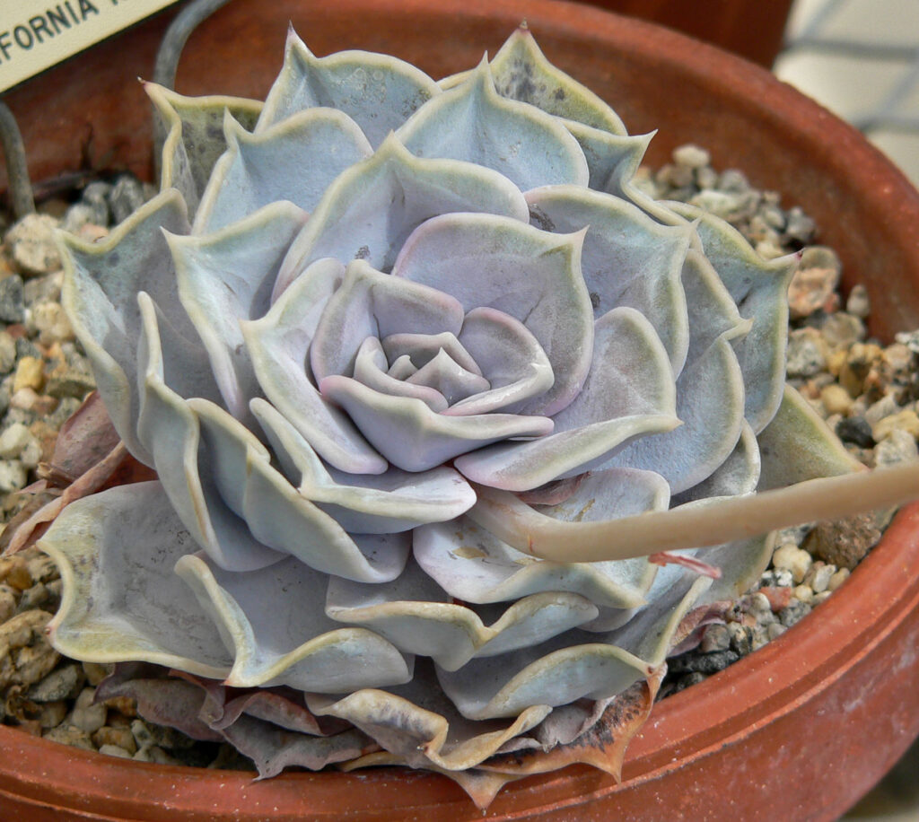 Das Bild zeigt eine Echeveria lilacina in einem Tontopf. Die Rosette zeichnet sich durch ihre symmetrischen, silbergrauen bis leicht lilafarbenen Blätter aus. Die Blätter haben eine glatte, matte Oberfläche und enden in leicht spitzen Spitzen. Der Topf ist mit grobem Substrat gefüllt, das für Sukkulenten geeignet ist und eine gute Drainage bietet.