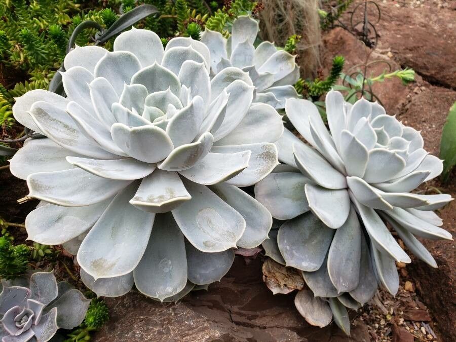Das Bild zeigt Echeveria lilacina. Ihre markanten Rosetten aus blassgrau bis silbrig gefärbten Blättern wirken elegant und machen sie zu einer attraktiven Wahl für Gärten oder Töpfe. Die breiten, leicht spitzen Blätter sind symmetrisch angeordnet, was der Pflanze ein harmonisches Aussehen verleiht.