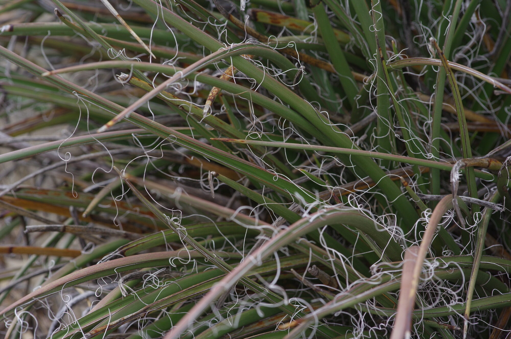 Hesperaloe campanulata Das Bild zeigt die Pflanze Hesperaloe parviflora, auch bekannt als Rotblühende Falsche Yucca. Sie zeichnet sich durch ihre langen, schmalen, grünen Blätter mit dekorativen weißen Fasersträngen entlang der Ränder aus. Diese Pflanze ist für ihre Toleranz gegenüber Trockenheit bekannt und wird oft in ariden oder xeriscaping-Gärten verwendet.
