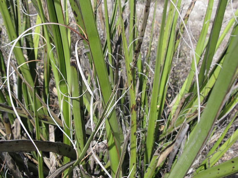 Hesperaloe campanulata Das Bild zeigt eine Pflanze der Art Hesperaloe chiangii. Charakteristisch sind die schmalen, grünen Blätter mit auffälligen weißen, faserigen Rändern. Diese Fasern winden sich von den Blatträndern ab und verleihen der Pflanze ein typisches Erscheinungsbild. Hesperaloe-Arten sind trockenheitstolerant und gedeihen in ariden Umgebungen.
