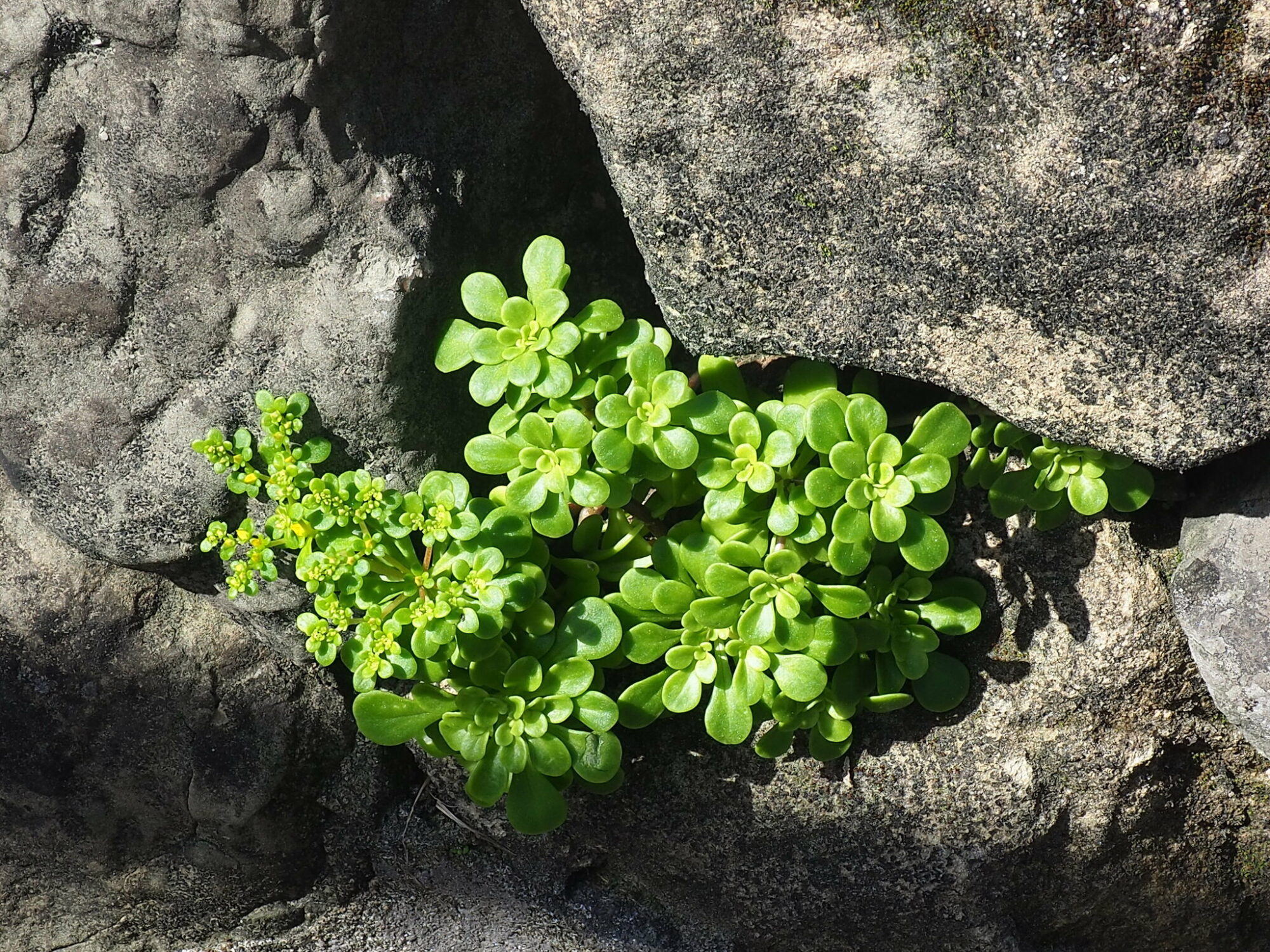 Sedum acre Das Bild zeigt Sedum formosanum, eine sukkulente Pflanze mit fleischigen, glänzend grünen Blättern, die in dichten Rosetten angeordnet sind. Diese wachsen in einer Spalte zwischen Felsen, was für die anpassungsfähige Natur dieser Pflanzen spricht. Die Umgebung unterstreicht ihre Fähigkeit, auch in nährstoffarmen und trockenen Bedingungen zu gedeihen.