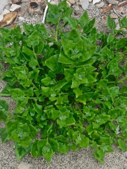 Eine dichte, bodennahe Pflanze mit leuchtend grünen, leicht fleischigen Blättern wächst auf sandigem Boden, umgeben von vereinzelten Steinen und Kies.