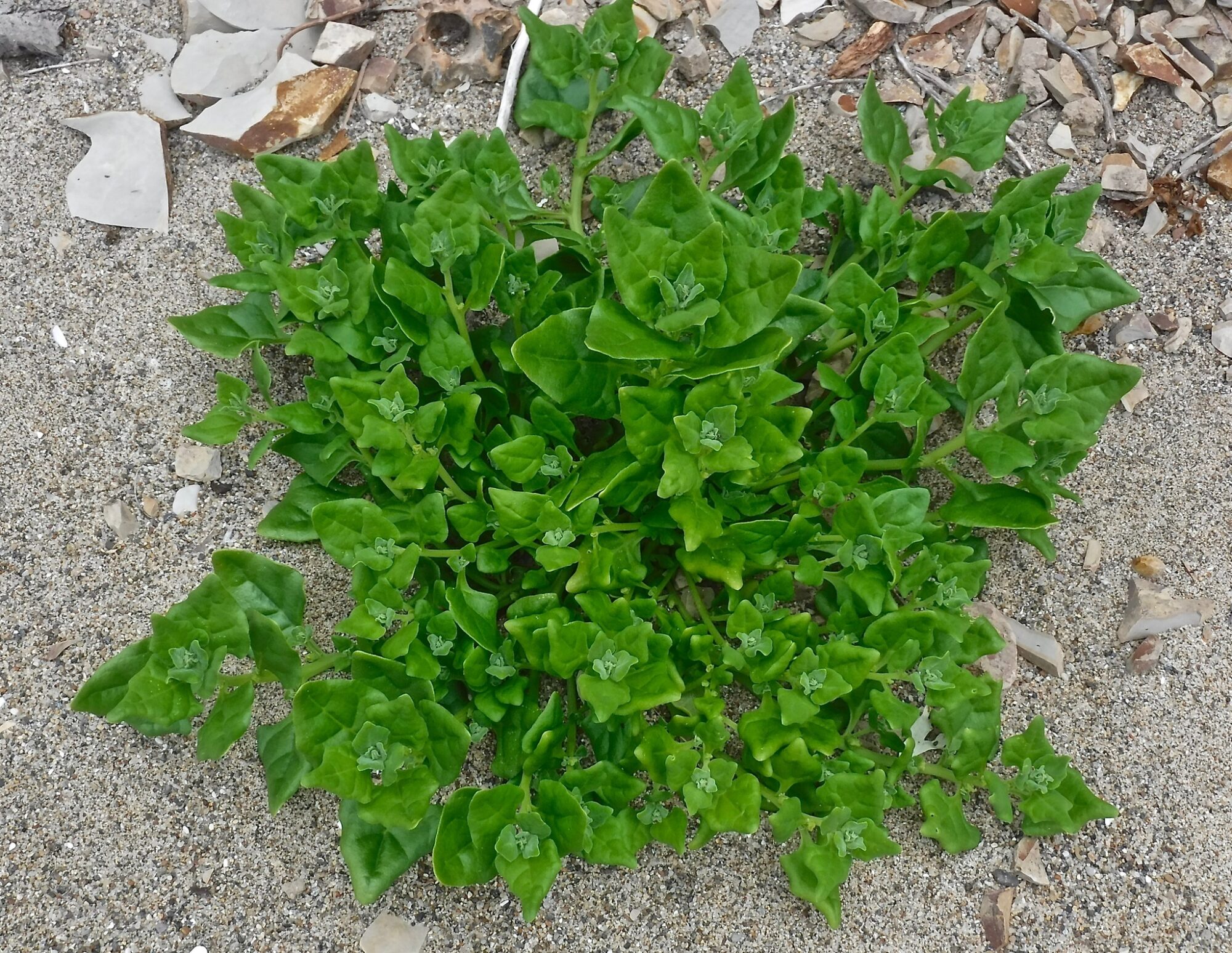 Tetragonia tetragonoides