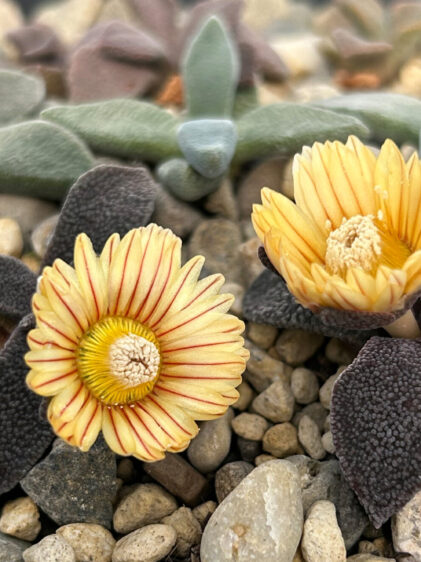 Zwei sukkulente Pflanzen mit dickfleischigen, warzigen Blättern in dunklem Violett bis Graubraun wachsen in einem steinigen Substrat. Jede Pflanze trägt eine einzelne, auffällige Blüte mit cremegelben Blütenblättern, die von feinen rötlichen Linien durchzogen sind. Die linke Blüte ist vollständig geöffnet und zeigt deutlich ihren gelben Ring und das helle Zentrum mit zahlreichen Staubblättern. Die rechte Blüte ist halb geöffnet. Im Hintergrund befinden sich weitere sukkulente Pflanzen mit glatteren, grünlich-grauen Blättern, die weich erscheinen und einen matten Schimmer aufweisen.
