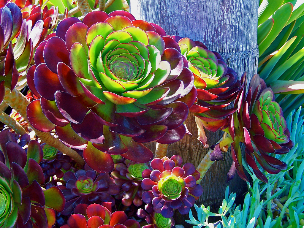 Große, farbintensive Aeonium-Rosetten mit grünen und violetten Blättern wachsen sonnig vor einem Baumstamm.