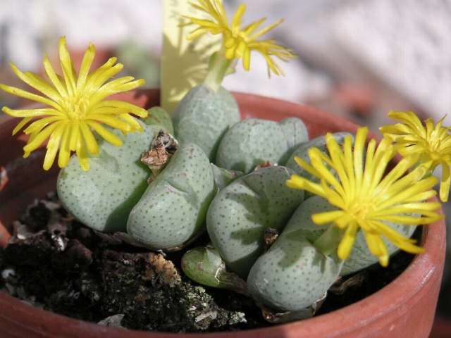 Kompakte graugrüne Sukkulente mit dicken Blättern und fünf strahlenförmigen, gelben Blüten in einem kleinen Topf.