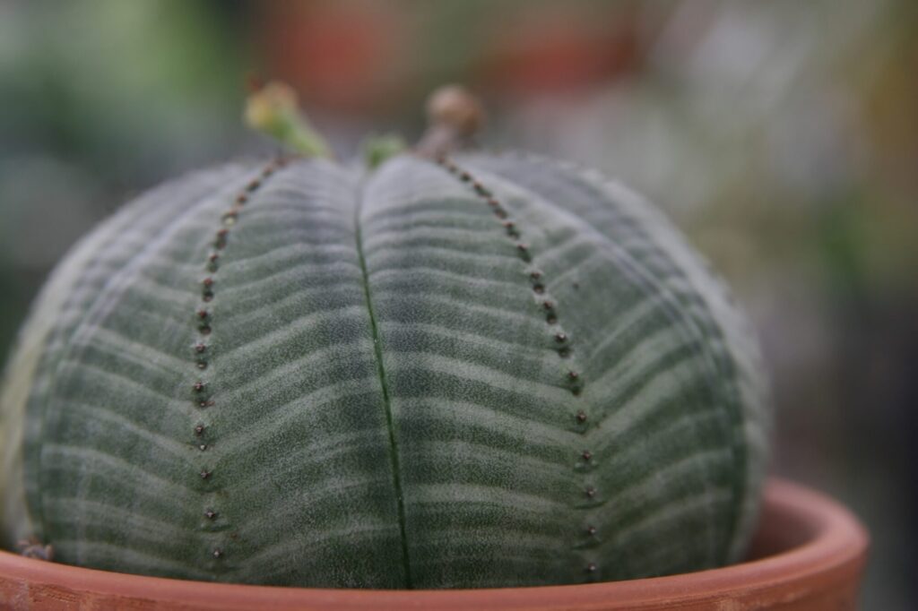 Kugelige Euphorbia obesa mit geripptem, grün-grau gestreiftem Körper und kleinen Punkten entlang der Rippen im Tontopf.