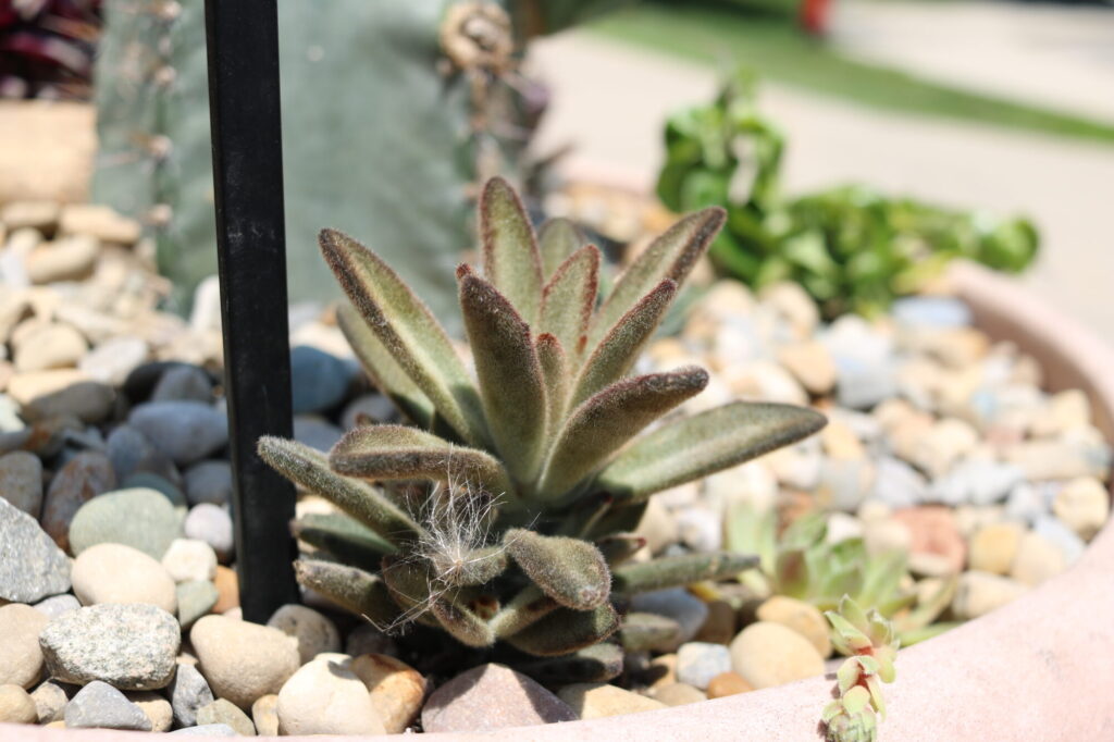 Eine braun-grünliche Kalanchoe tomentosa wächst in einem runden Blumentopf, der mit verschiedenfarbigen Zierkieseln bedeckt ist. Die Blätter der Pflanze sind dick, lanzettförmig und an den Rändern dunkelbraun gefärbt.