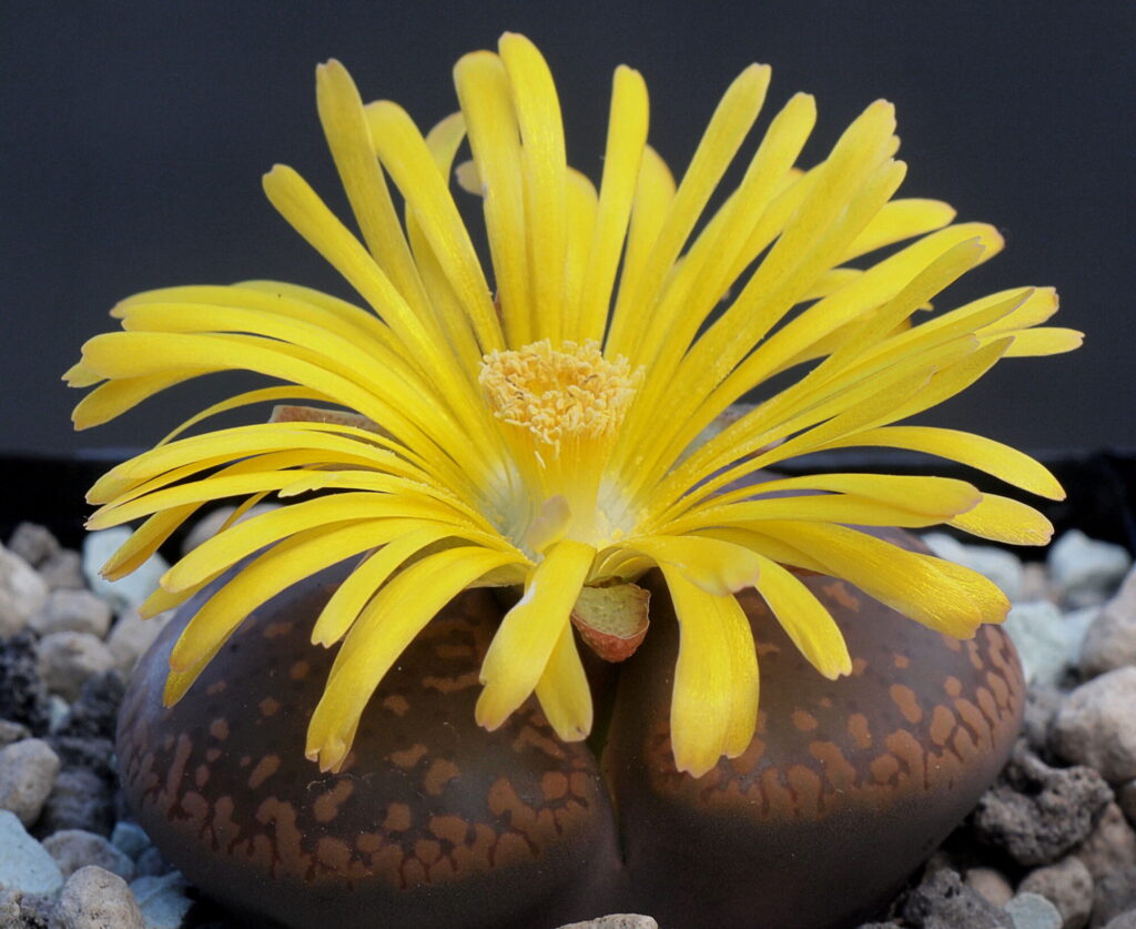 Gelbe Blüte wächst aus der Mitte einer braun gefleckten Lithops-Sukkulente mit steinartigem Aussehen.